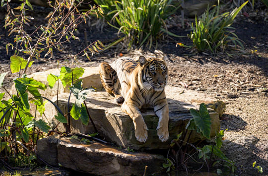 A Sumatran Tiger is perched on a boulder, looking into the distance.