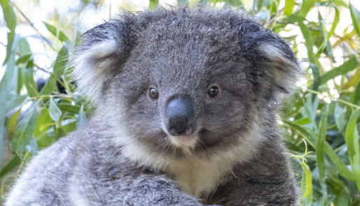 Fluffy grey male Koala joey climbing across a tree branch.