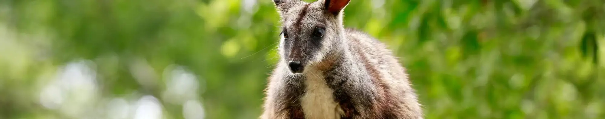 A Brush-tailed Rock Wallaby, standing against a green tree backdrop.