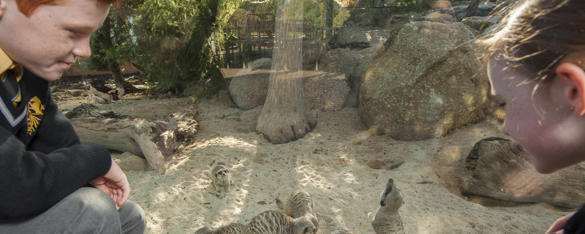 Students in uniform at Meerkat Bistro exhibit watching Meerkats feeding.