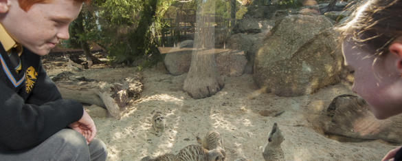 Students in uniform at Meerkat Bistro exhibit watching Meerkats feeding.