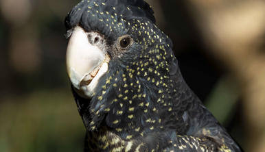 Close-up of a Red-tailed Black Cockatoo, eating fruit while looking slightly left of frame.