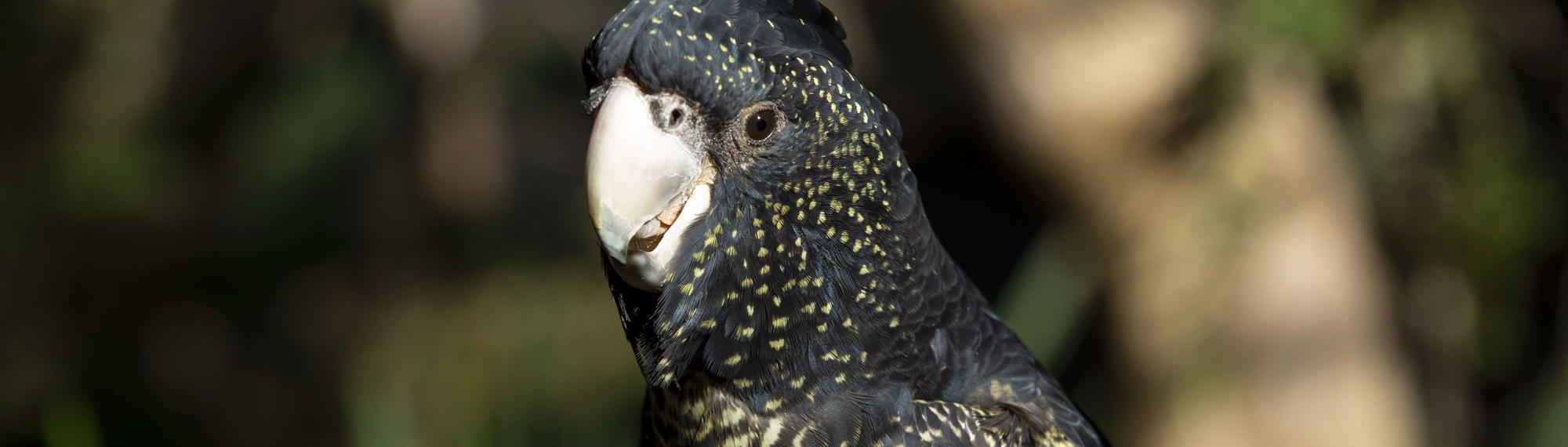 Close-up of a Red-tailed Black Cockatoo, eating fruit while looking slightly left of frame.