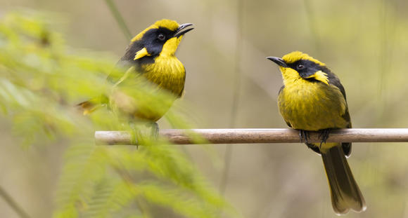 Two Helmeted Honeyeaters perched on a thin branch, with the bird on the left sitting up slightly higher with beak open, both facing each other.