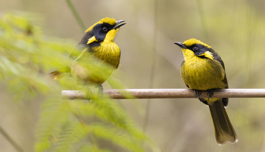 Two Helmeted Honeyeaters perched on a thin branch, with the bird on the left sitting up slightly higher with beak open, both facing each other.