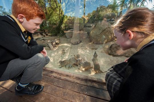 Two students crouch down behind the glass of the Meerkat exhibit, looking a family of seven Meerkats.