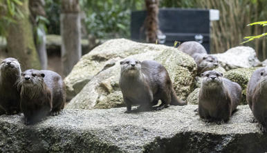 A group of six Asian Small-clawed Otters are standing on a grey rock.