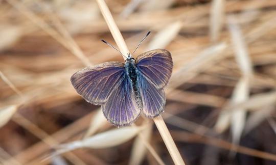 Golden Blue-Rayed Butterfly perched on a brown blade of grass.