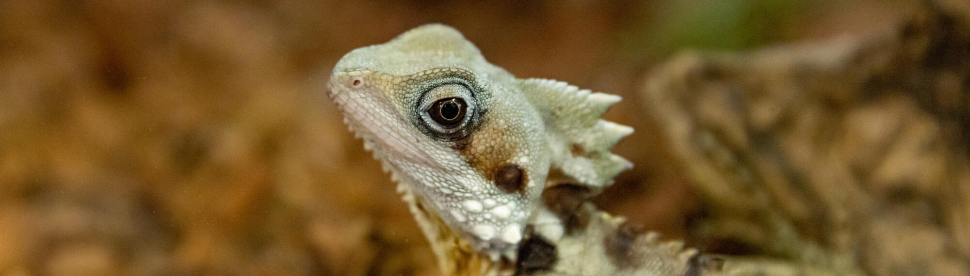 Close up of a Boyd's Forest Dragon, with light green and brown scales, spikes along their spine and a brown reptilian eye.