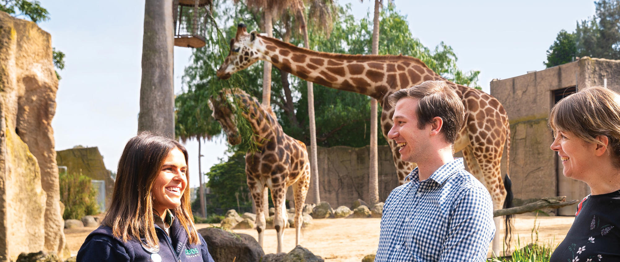 Keeper (on foreground left), talking to three "guests" (right), in front of two giraffe eating browse (background.
