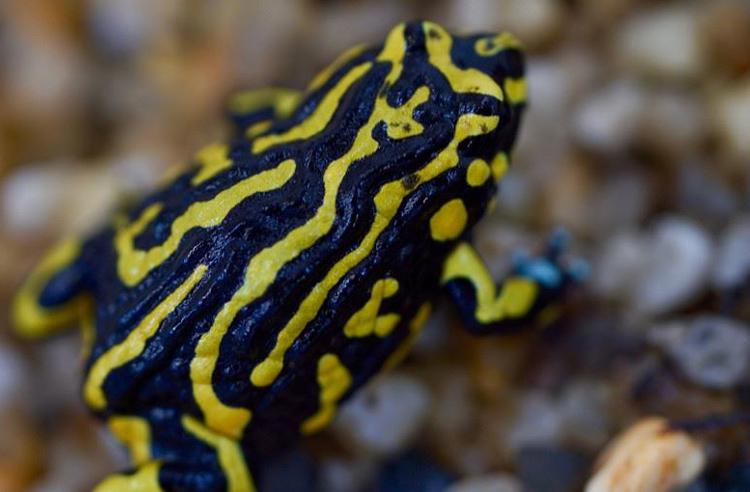 Northern Corroboree Frog with vivid yellow and black stripes sitting on wet pebbles.