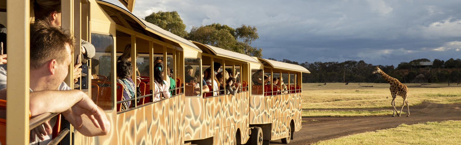 Visitors on a safari bus looking at a giraffe on the Savannah at Werribee Open Range Zoo.