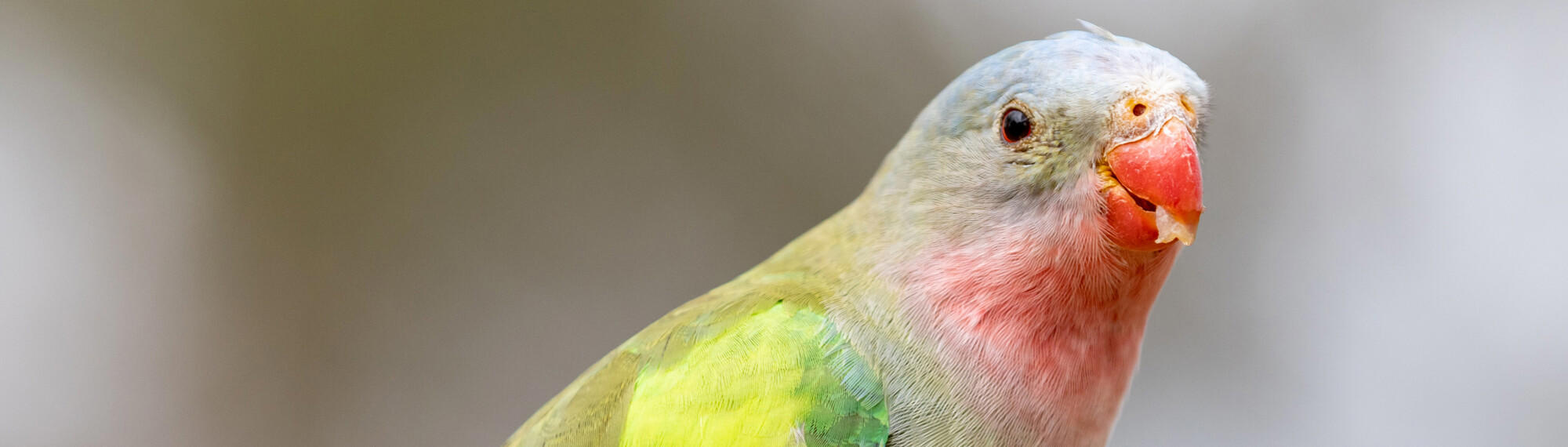 Close-up of Princess Parrot, facing right of frame and eating fruit.