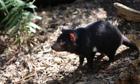 A black Tasmanian Devil, with brown and white accents, standing on some bark.
