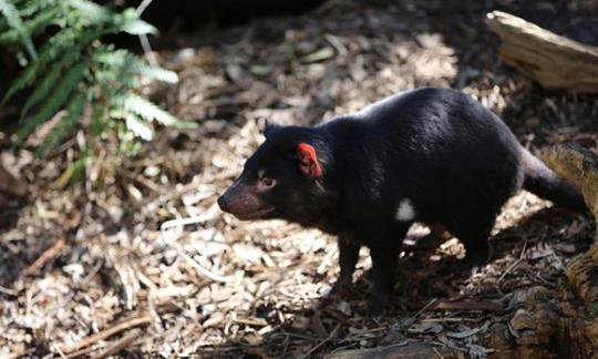 A black Tasmanian Devil standing on some bark.