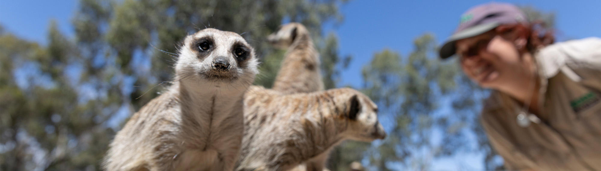 Close-up of a Meerkat facing the camera, with another two behind and out of focus, being watched by a "Keeper" to the right.