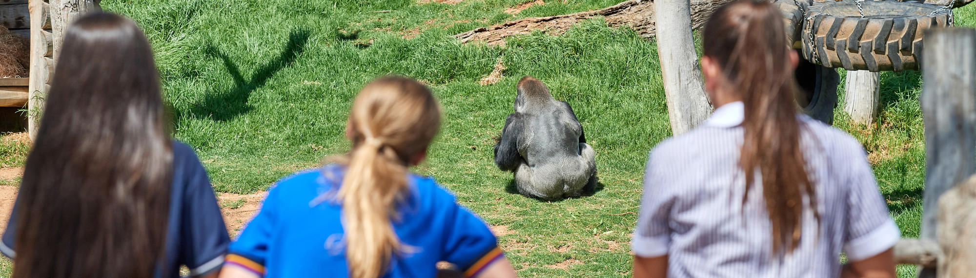 A rear view of three students looking into a gorilla exhibit as a Western Lowland Gorilla has his back to them.