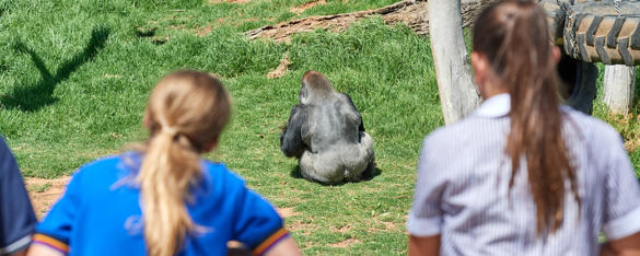 A rear view of three students looking into the Gorilla exhibit as a Western Lowland Gorilla has his back to them.