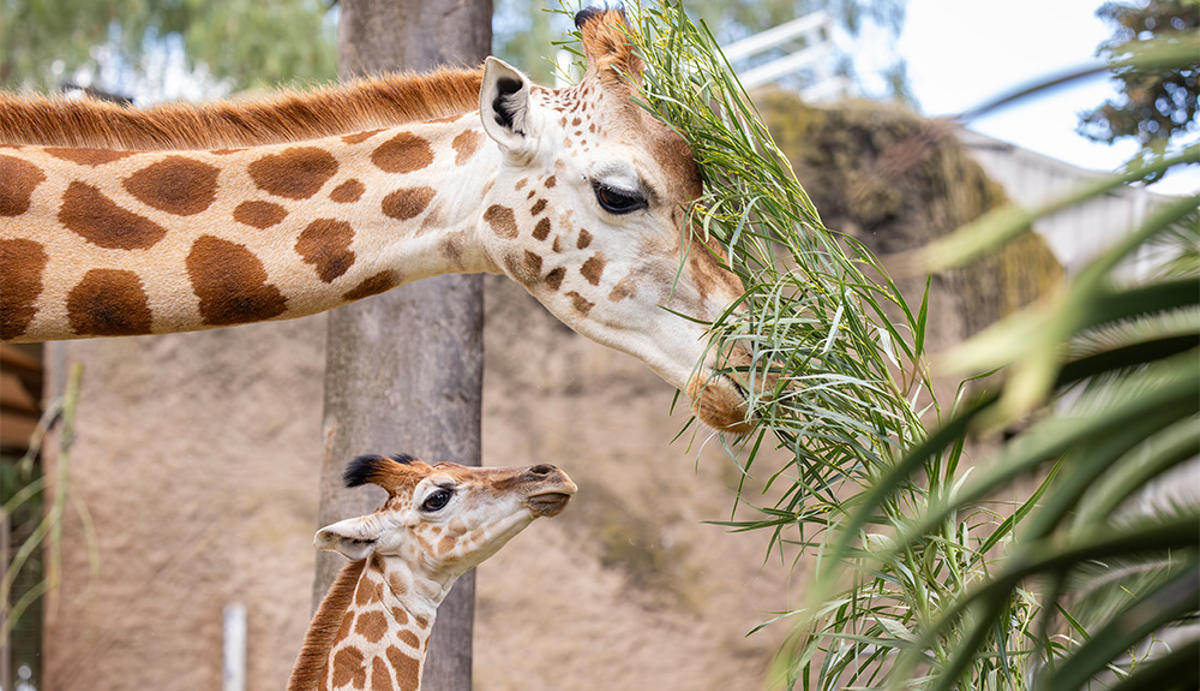 Two Giraffes (adult above and calf below) eat green browse, both facing right.
