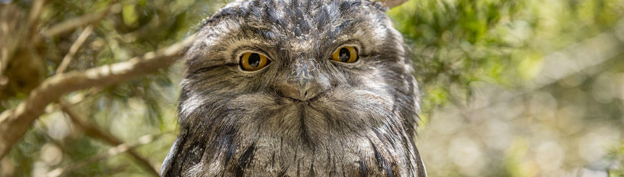 Close-up of a Tawny Frogmouth, facing the camera.