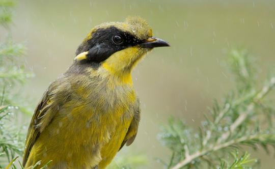 Close-up of a Helmeted Honeyeater in the rain.