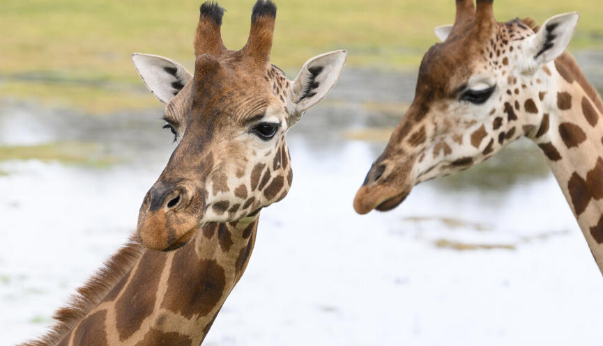 Head shot of two Giraffes standing side by side, with water in background.