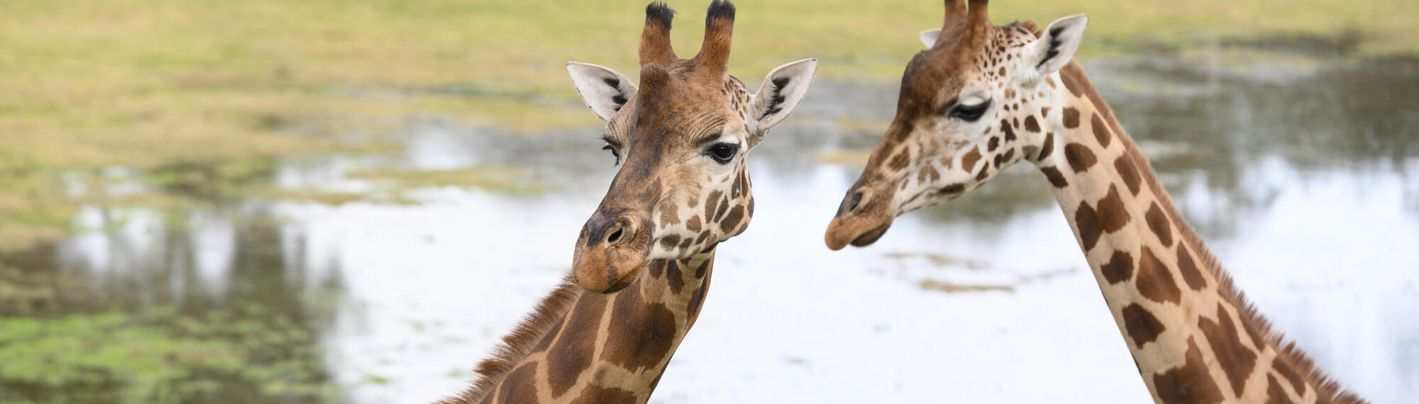 Head shot of two Giraffes standing side by side, with water in the background.