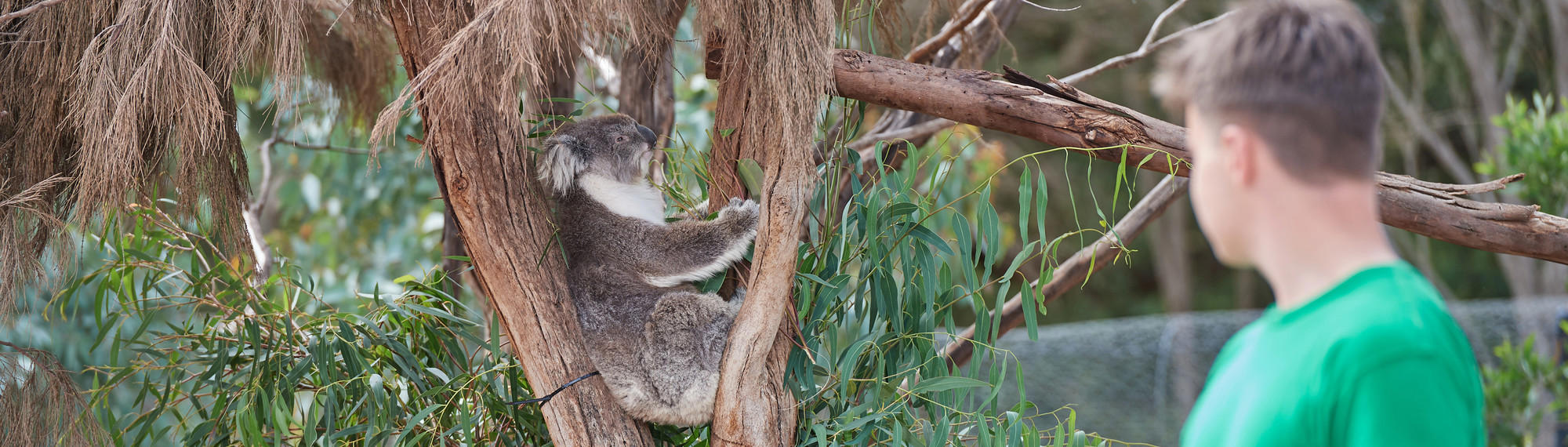 A school-aged boy looks at a Koala sitting in the fork in a tree.