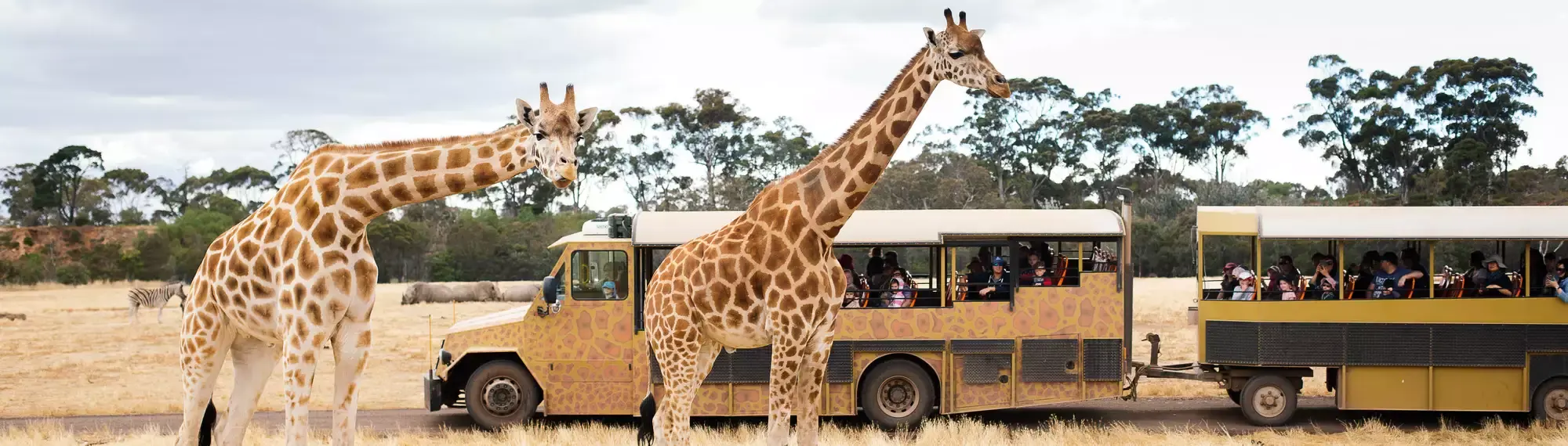 Two Giraffes standing in front of a giraffe-print Safari Bus full of people.