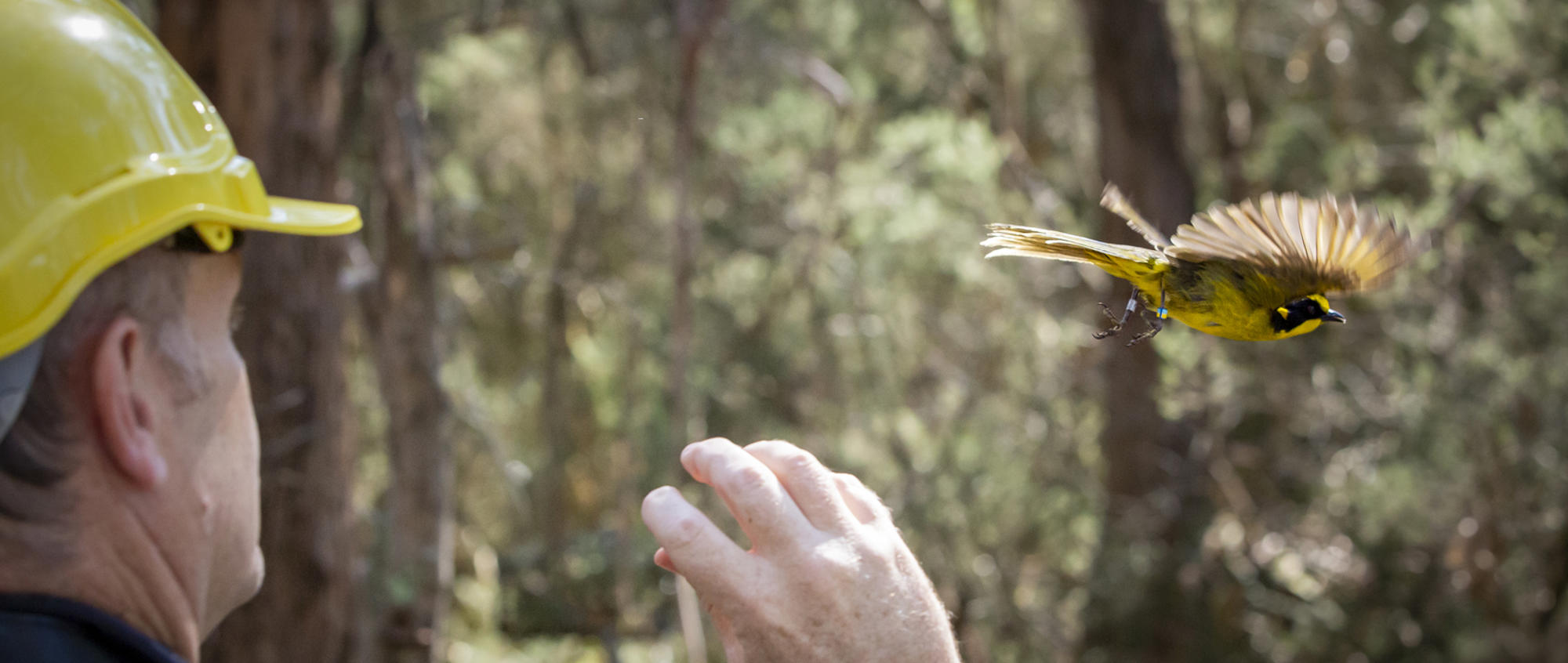A Helmeted Honey-eater flying right, following release by Keeper wearing yellow hard-hat, facing away on the left.