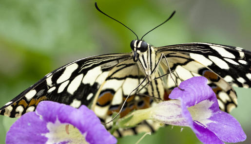 A Chequered Swallowtail Butterfly is sitting on a purple flower. 