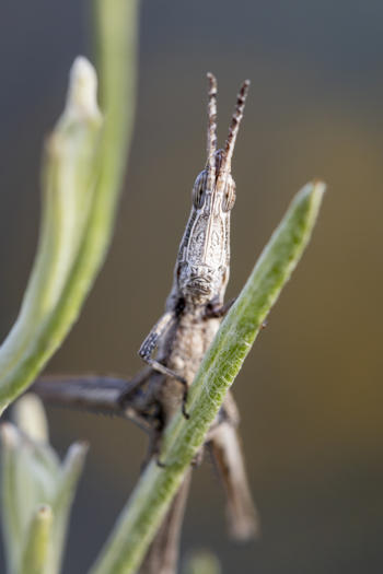 Close-up of a Key's Matchstick Grasshopper, perched on a stalk and looking upward.