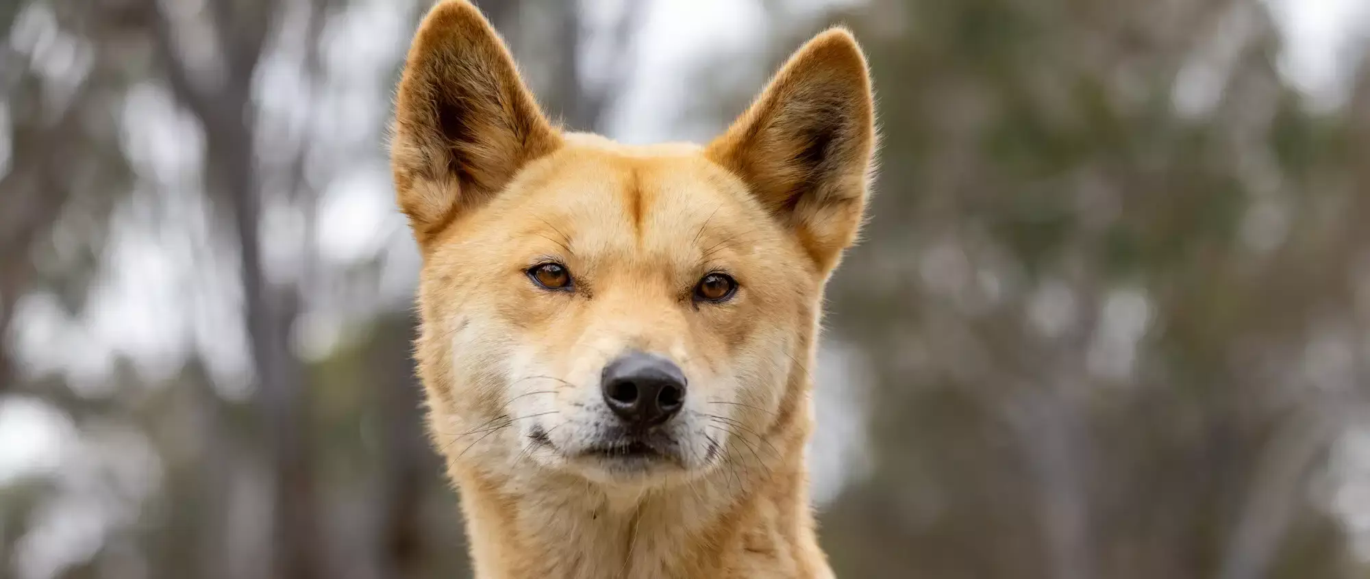 Close-up of a Dingo's head with pale orange fur, brown eyes and a black nose, facing the camera.