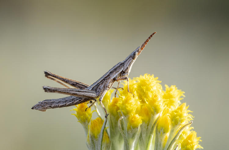 A Key's Matchstick Grasshopper, sitting on top of a yellow flower bud and looking upward.