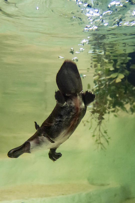 Underwater view of a Platypus, swimming downwards.