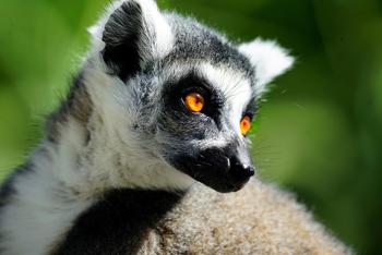 lemur