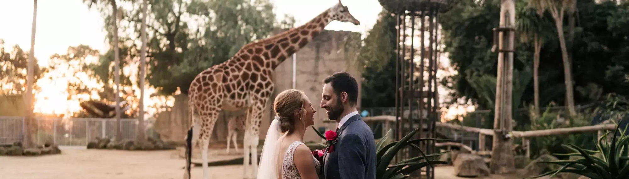 A Bride and Groom lovingly face each-other, in front of a Giraffe, facing right, all at a dusk wedding.