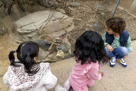 Three young guests watch two Meerkats dig dirt in their rocky habitat.