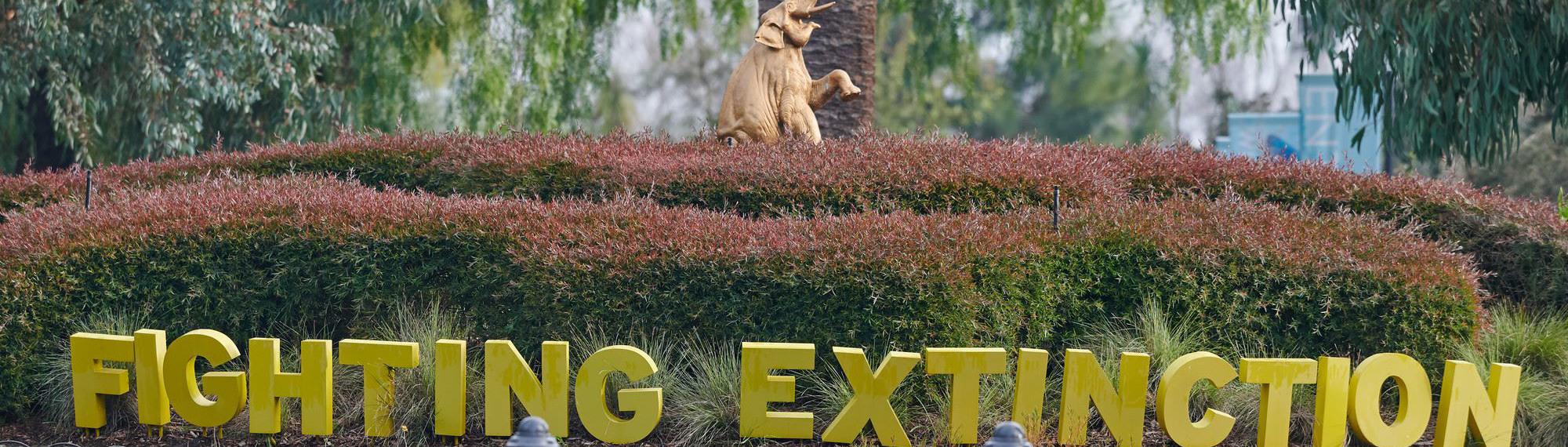The Sign saying Fighting Extinction with small hedge and golden Elephant statue behind, at Melbourne Zoo's Main Drive.