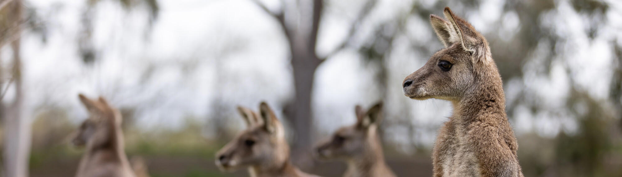 Four Kangaroos, with one in focus, all looking toward the left of frame.