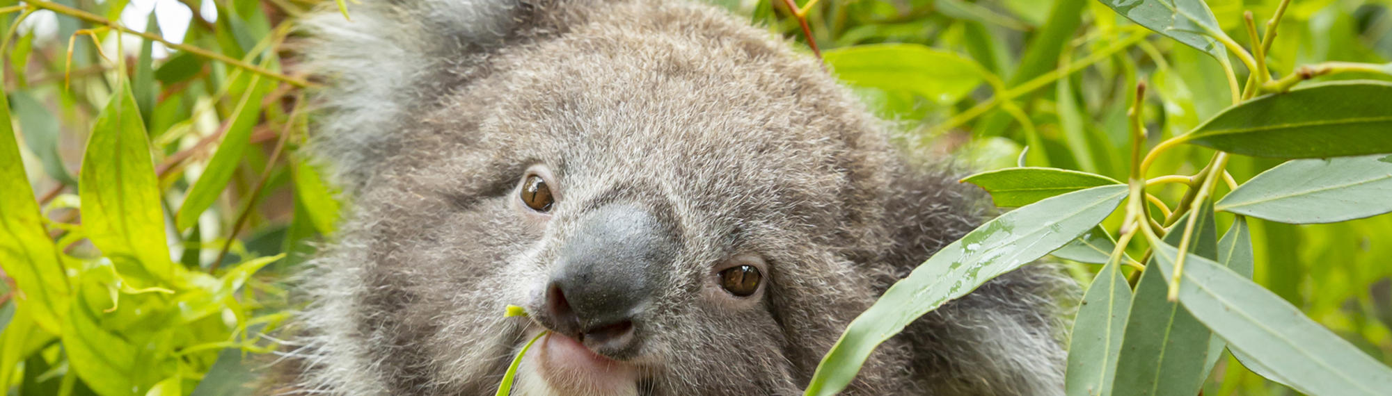 Koala eating leaves and facing the camera with head tilted right.