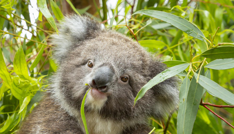 Koala eating leaves and facing the camera with head tilted right.