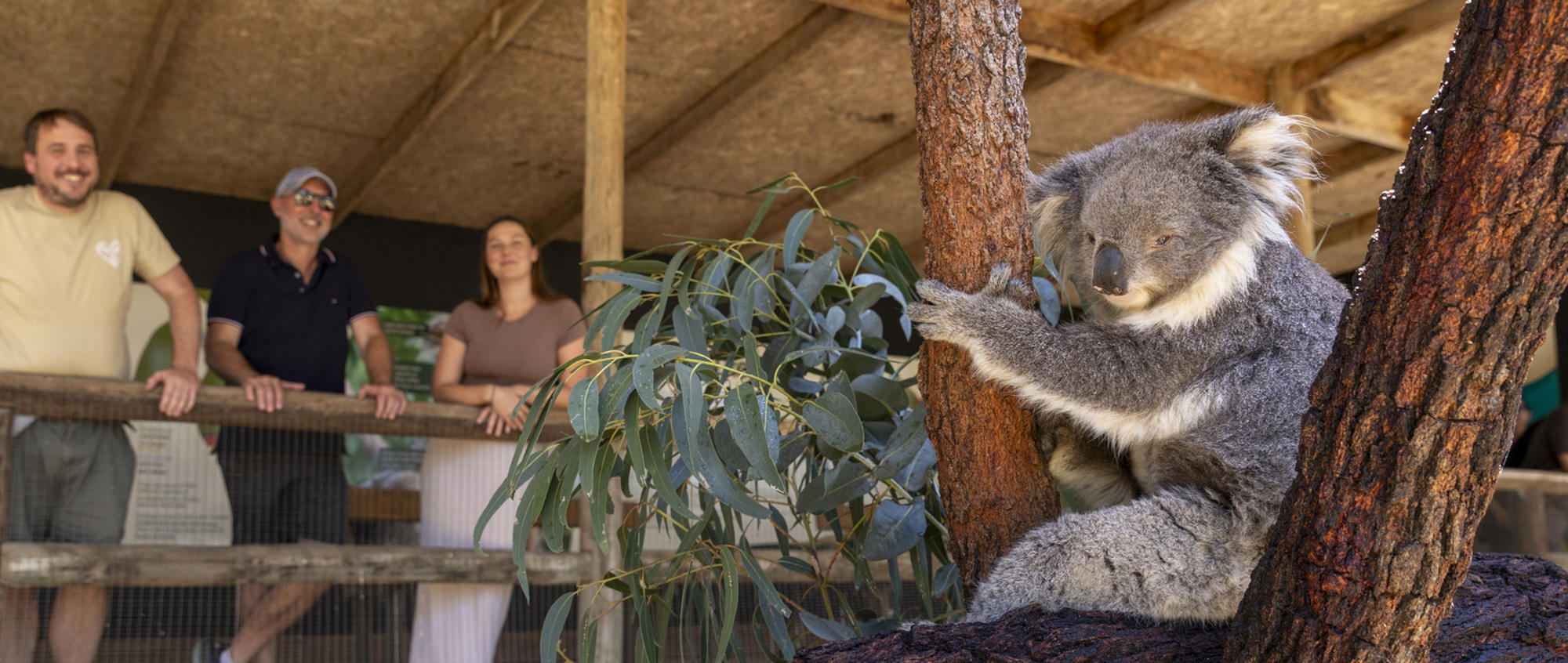 Three "guests" look to a Koala perched in a tree, who is looking left.