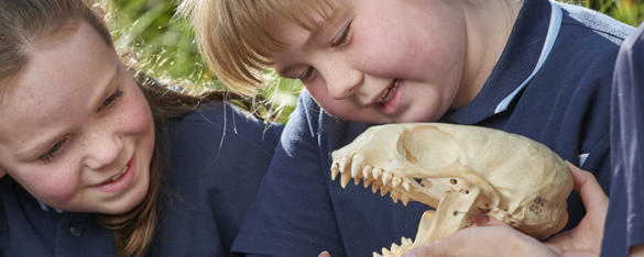 Two students in navy school uniform look at a small animal skull.