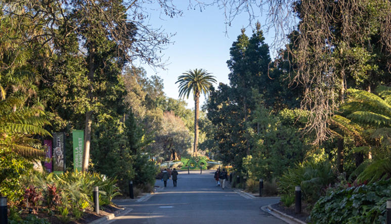 View of the Melbourne Zoo Main Drive on a sunny morning, facing north-west.