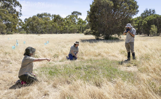 Keepers conducting population surveys, looking through Myoporum parvifolium (Creeping Boobialla) for caterpillars and documenting butterflys and population.
