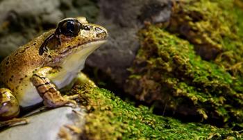 Southern Barred Frog sitting on a rock and looking to the right, with a bed of green moss in front of it