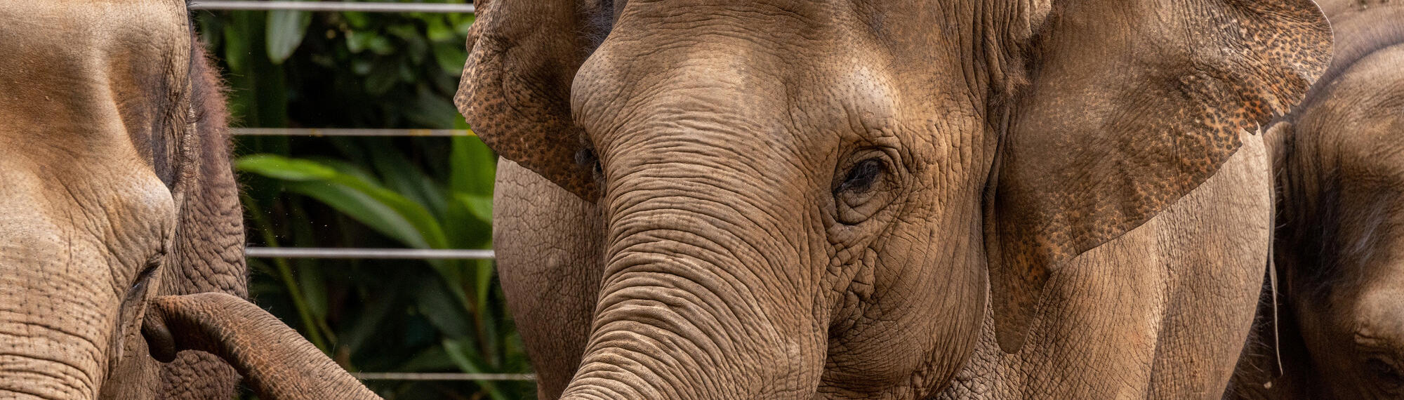  Female Asian Elephant with her trunk raised to the eye of another Elephant.