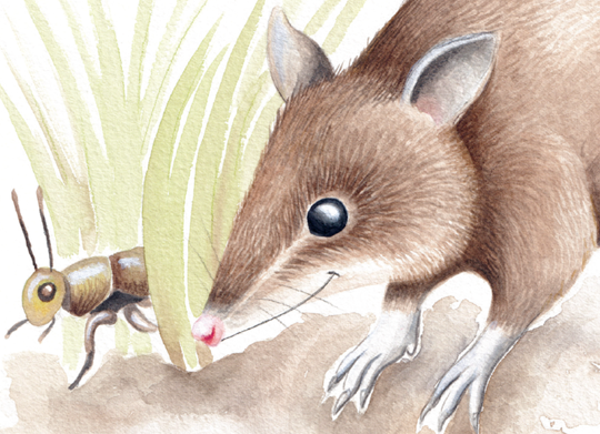 An illustration of Hope, the Eastern Barred Bandicoot. accompanied by a cricket.