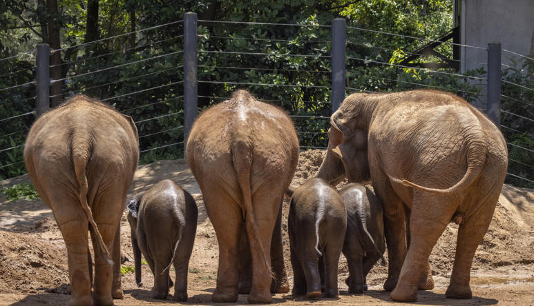 Rear view of six Asian Elephants, three adults and three calves in a row.